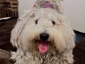 Puli Puppy Dog