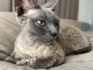 Devon Rex Cat