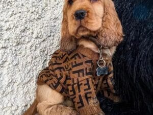 Cocker Spaniel Puppy