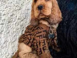 Cocker Spaniel Puppy