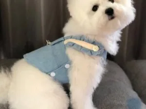 Bichon Frise Puppy