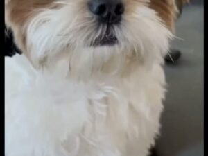 Shih Tzu s Puppies