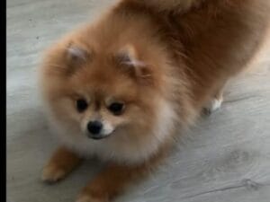 Pomeranian Puppy