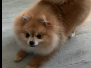 Pomeranian Puppy