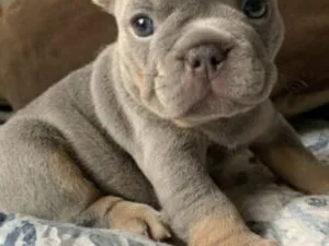 French Bulldog Puppies