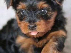 Teacup Yorkies