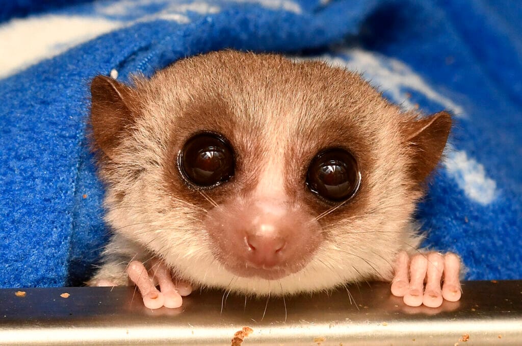 lemur