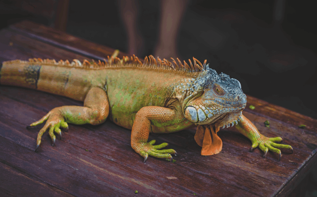 lizard