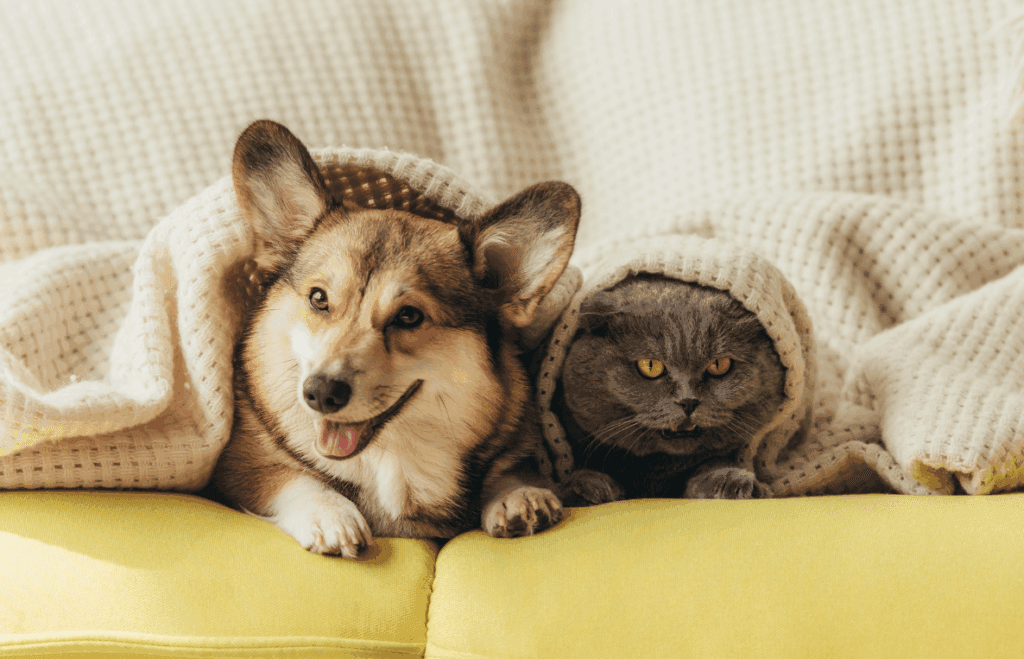 dog and cat