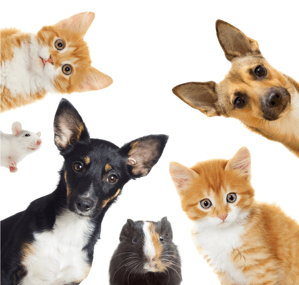 pets