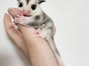 Sugar Glider