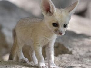 Adorable Fennec Foxes