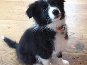 Border Collie Puppy