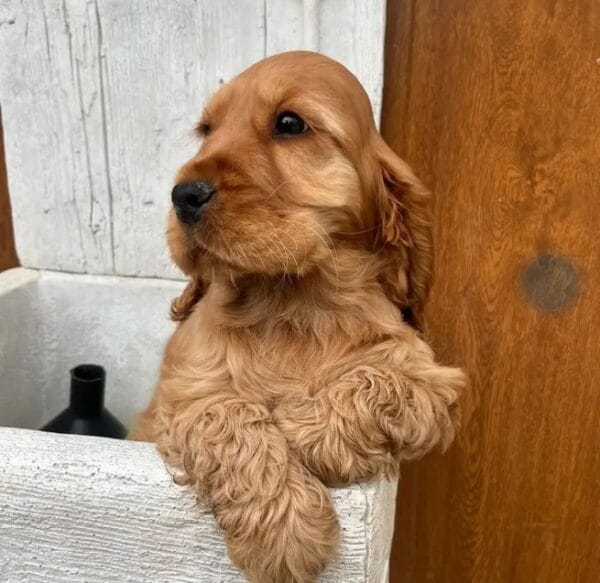 Cocker spaniel Puppy