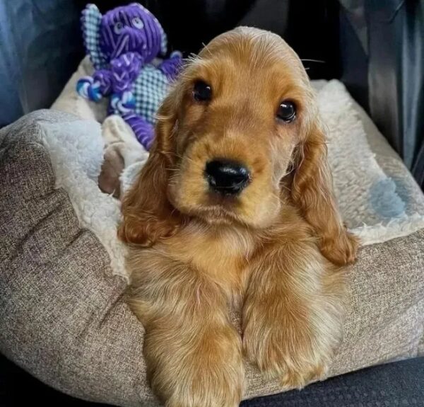 Cocker spaniel Puppy