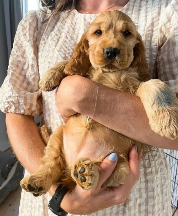 Cocker spaniel Puppy