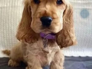 Cocker spaniel Puppy