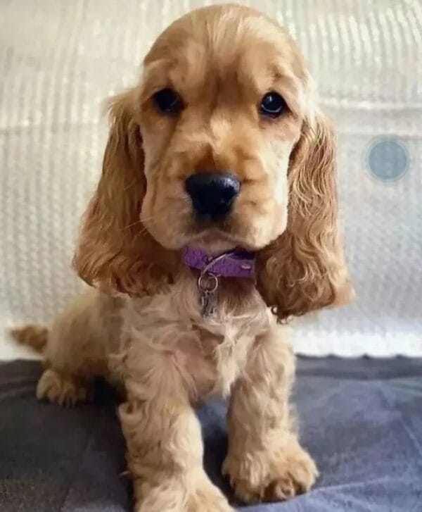 Cocker spaniel Puppy