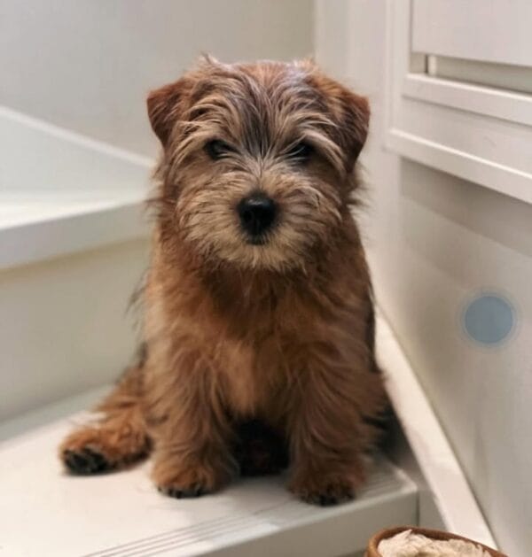 Norfolk Terrier Puppy