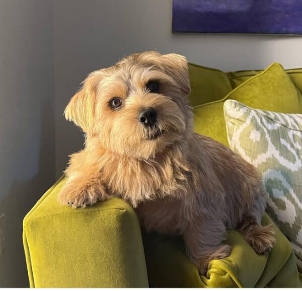 Norfolk Terrier Puppy