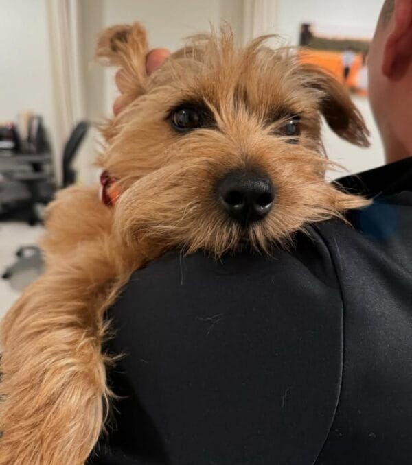 Norfolk Terrier Puppy