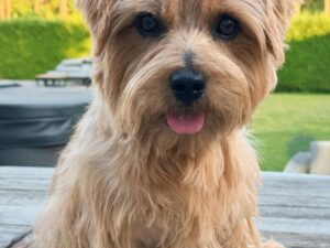 Norfolk Terrier Puppy