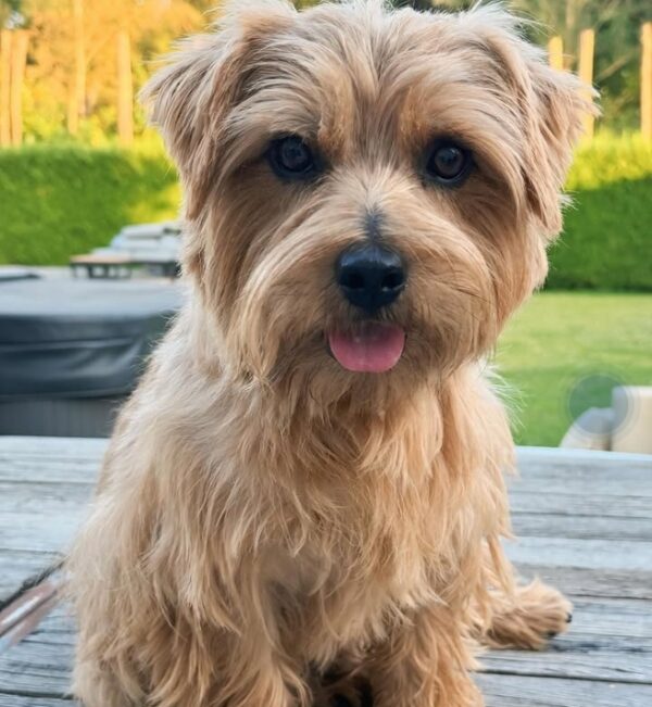 Norfolk Terrier Puppy
