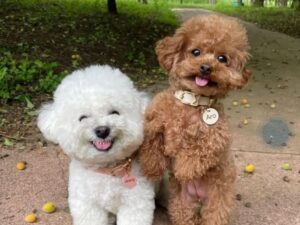 Poodle Dogs